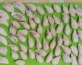 羊肉扁食『bansh』-蒙古日常美食（異國料理）的食譜步驟9照片