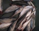 Foto langkah ke 1 dari resep Ikan Sarden Kalengan Homemade.