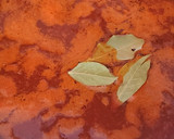 Foto del paso 3 de la receta: Mole me en olla con cerdo