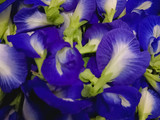 Sirup Bunga Telang
