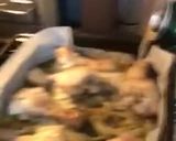 Foto del paso 8 de la receta Muslos de pollo a la cerveza