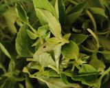 Foto langkah ke 4 dari resep Sayur bobor daun bayung.