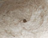 A picture of step 2 of Chicken Changezi.