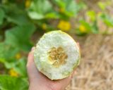 Hình bước làm 1 của món Dưa Bở Dầm Đá