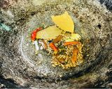 ঠাকুর বাড়ির মোচার ঘন্ট(thakur barir mochar ghonto recipe in bengali) রেসিপির ধাপ 2 ছবি