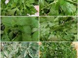 کوکو سبزی با برنج کته زعفرونی