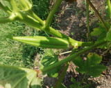 Foto del paso 9 de la receta: Tacos de ternera en salsa al Martini con okras