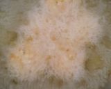 A picture of step 3 of Sabudana vada.