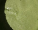 A picture of step 5 of Spinach and Cucumber Savory Pancake.