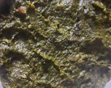 সর্ষে শাক (shorshe saag recipe in Bengali) রেসিপির ধাপ 3 ছবি