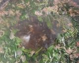 عکس مرحله 3 از دستور شربت ریحان سبز و گل محمدی🌱🌺
