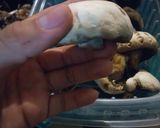 Foto del paso 4 de la receta: Mushroom garden - ensalada de espinacas con tocino