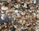 A picture of step 3 of Healthy Makhana Oats tonic Bar.