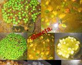 मटर पनीर और राइस. टोमेटो सलाद के साथ (Matar paneer and rice.with tomato salad recipe in hindi) रेसिपी चरण 3 फोटो