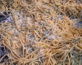 Foto del paso 6 de la receta: Tallarines de semolin, huevo y perejil