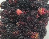 Foto langkah ke 1 dari resep Es Kepal Mulberry.