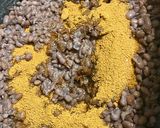 Foto del paso 3 de la receta: Trufas de porotos Aduki, coco y cacao