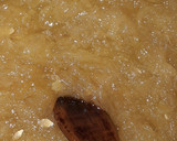 Foto del paso 3 de la receta: Dulce de Cayote