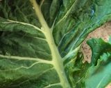 A picture of step 1 of 🥬 Basic☆ Kale snack - roasted kale chip ❤️.
