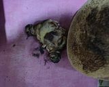 Foto langkah ke 1 dari resep Kopi Jahe.