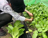 家常菜/ 燙青菜 （擺盤分享）的食譜步驟1照片
