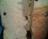 Foto del paso 13 de la receta: Panettone - Pan Dulce