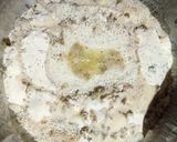 खस्ता रवा मठरी (Khasta rava mathri recipe in Hindi) रेसिपी चरण 1 फोटो