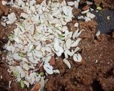 A picture of step 8 of Jowarichi Bhakri Ladoo orSorghum Ladoo.