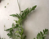 Foto del paso 2 de la receta: Hierbas silvestres, n°1 : roselles