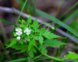 Healthy Mooligai Mudakathan Thoothuvalai Keerai Masiyal - calcium rich