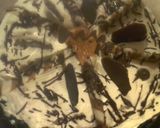 Foto del paso 4 de la receta: Postre sencillo