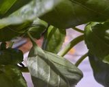 Foto del paso 2 de la receta: Pesto de albahaca en mortero y procesadora