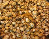 Foto del paso 12 de la receta Caracoles chupaeros con tomate