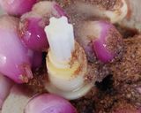 Foto langkah ke 1 dari resep Bumbu Dasar Putih.