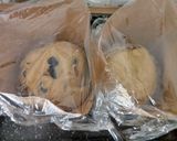 Foto del paso 5 de la receta: Pan dulce de fin de año