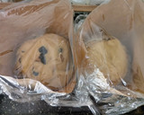 Foto del paso 5 de la receta: Pan dulce de fin de año