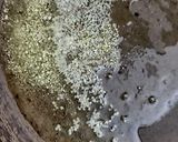 કંકોડા નું શાક (Kantola Shak Recipe In Gujarati) રેસીપી સ્ટેપ2ફોટો