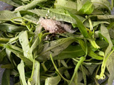 Tumis Kangkung