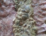 Foto del paso 3 de la receta: Niño envuelto con champiñones y queso crema