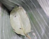 Foto langkah ke 6 dari resep Botok Tahu + Tempe + Lamtoro.