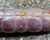 Foto del paso 9 de la receta: 🍥Matambre de carne / Arrollado 🍥