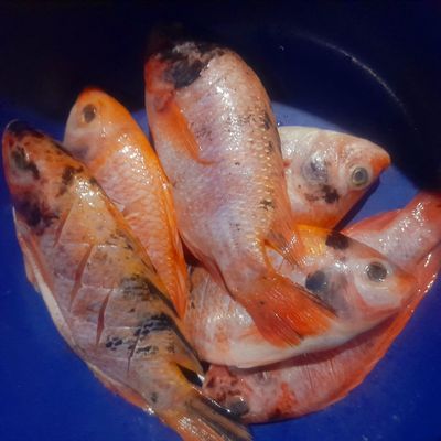 Langkah 1