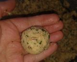 Foto del paso 5 de la receta: Falafel 🍽️