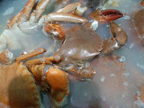 Kepiting Saus Tiram Pedas