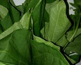 Foto langkah ke 1 dari resep Daun labu siam masak santan sedap.