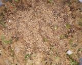 A picture of step 4 of Louki k kabab.