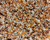 A picture of step 2 of Sprouted ragi salad.