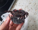 Hình bước làm 1 của món Canh mùng tơi rau đay nấu cáy còng đỏ (ba khía)