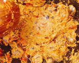 A picture of step 2 of How to extract palm oil.