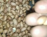 मसालेदार मूंगफली (MASALEDAR MOONG PHALI RECIPE IN HINDI) रेसिपी चरण 4 फोटो